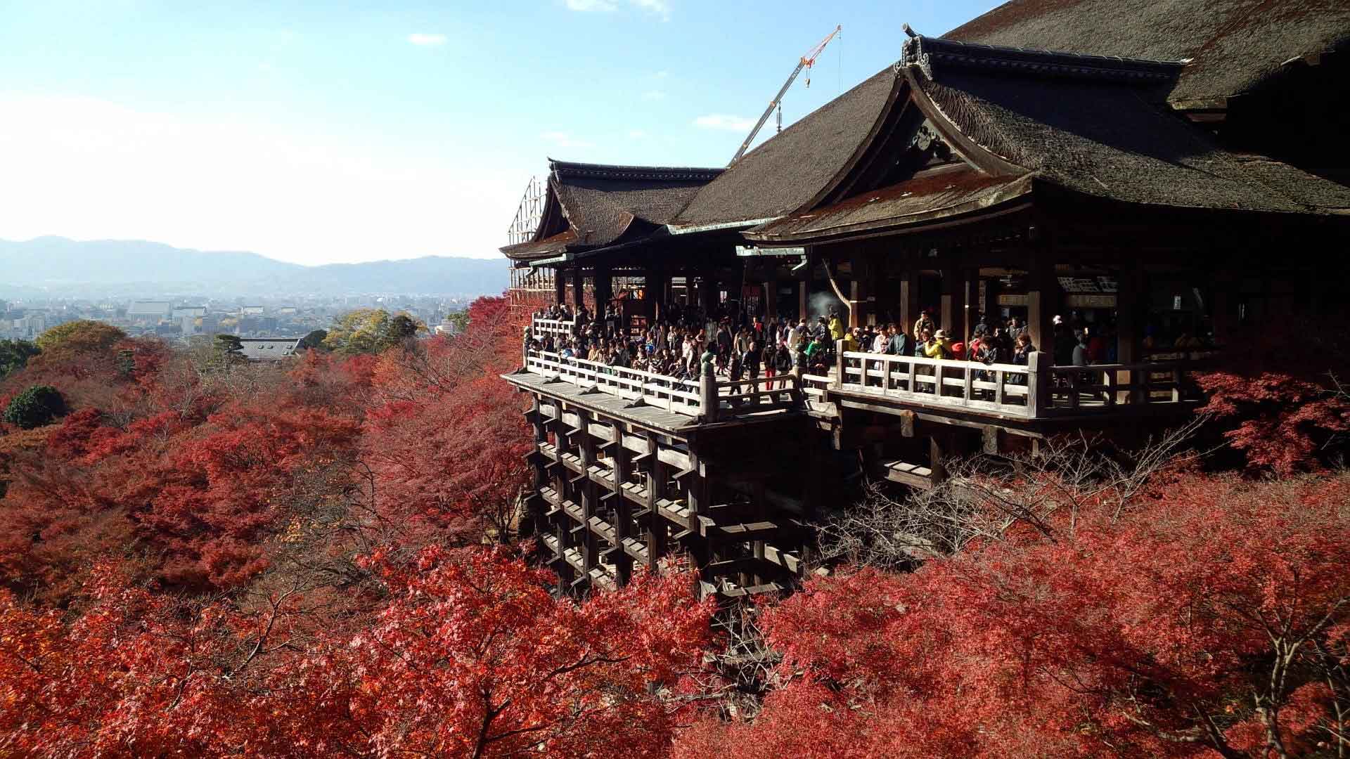 🍁2025 京都紅葉時間延後至 12 月！日本官方紅葉預測網站|大阪京都獨旅攻略1